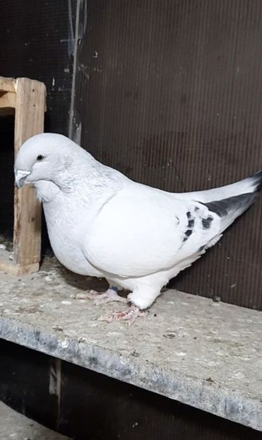 Mape 2020 - VOIAJOR ROMANESC DE FRUMUSETE MASCULI