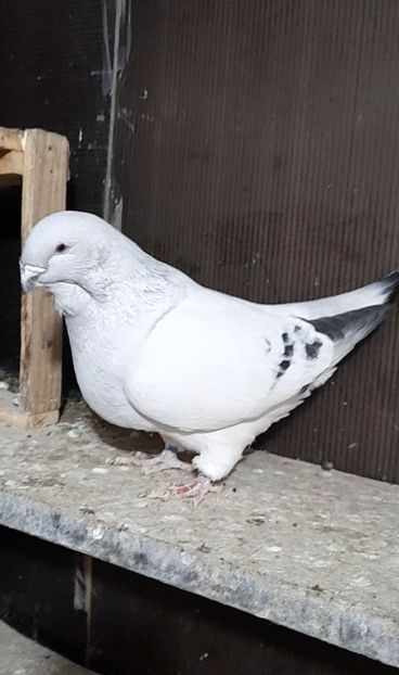 Mape 2020 - VOIAJOR ROMANESC DE FRUMUSETE MASCULI