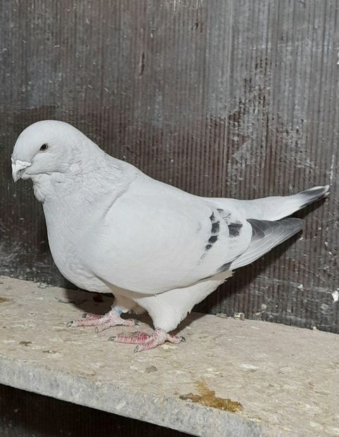 Mape 2020 - VOIAJOR ROMANESC DE FRUMUSETE MASCULI