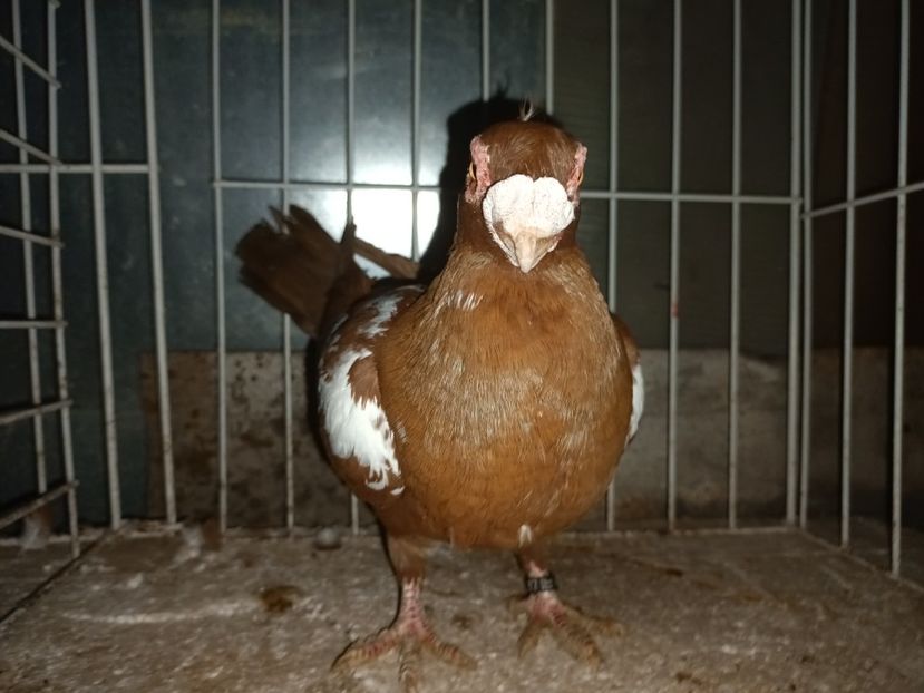  - L 3 _ tineret 2022