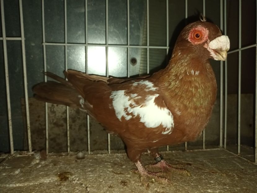  - L 3 _ tineret 2022