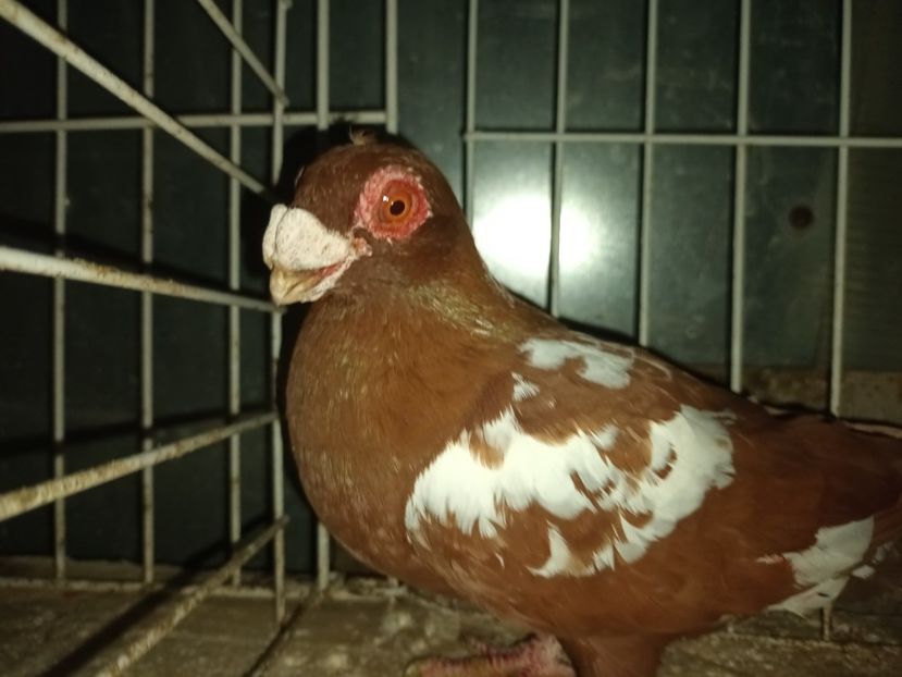  - L 3 _ tineret 2022