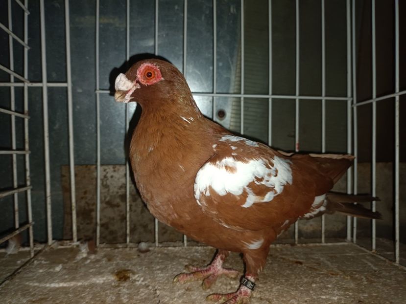  - L 3 _ tineret 2022