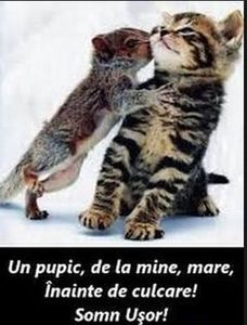 98853616_EMNRPLT - citate