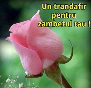 98853450_MPLMTWA - citate