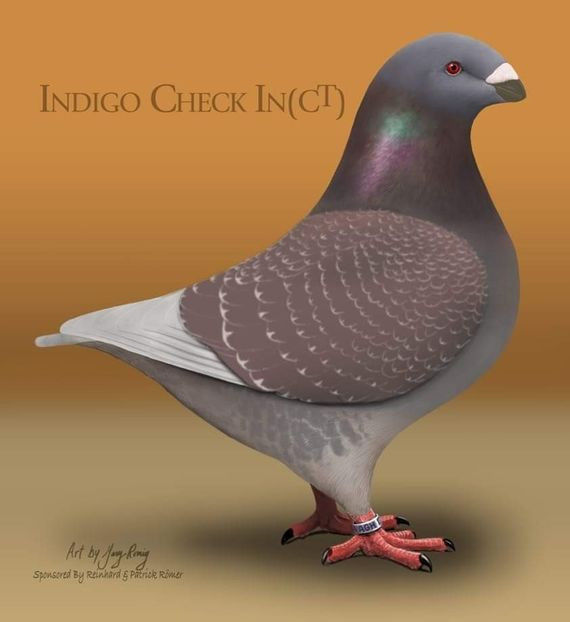 SOLZAT INDIGO (INDIGO CHECK) - S-CULORI AGH