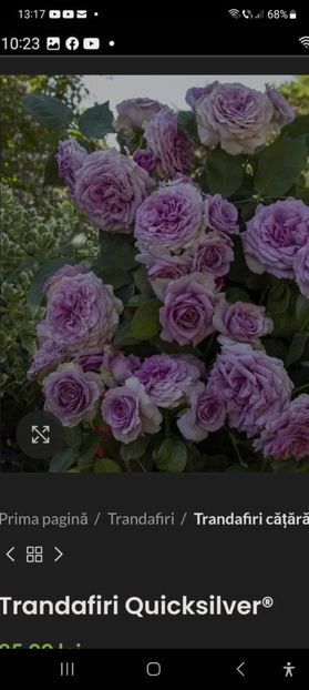  - Trandafiri Quicksilver