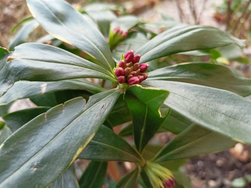  - Grădina 2022 continuare 5