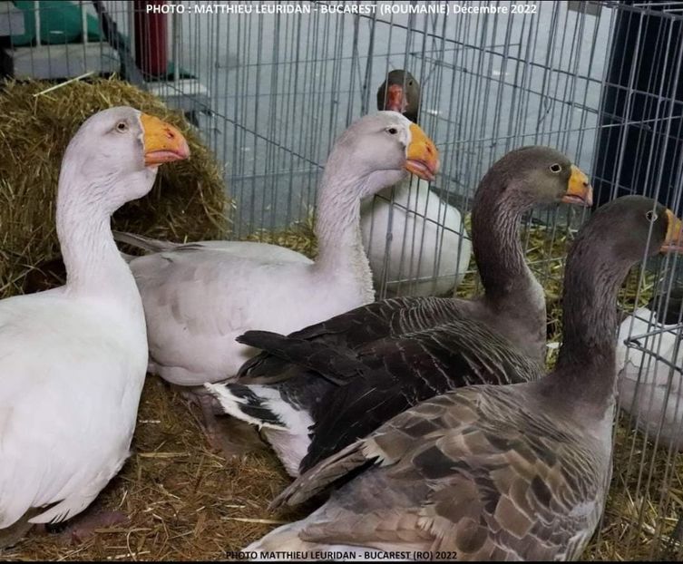 Lot gaste tula - Z 19 - Expoziția Naționala a României - Romexpo 2022