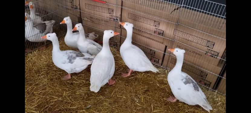 Rasa românească propusa pt omologare - Z 19 - Expoziția Naționala a României - Romexpo 2022