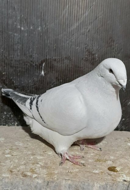 Rona 2022 - VOIAJOR ROMANESC DE FRUMUSETE FEMELE