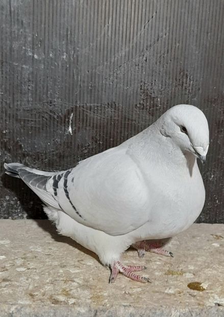 Rona 2022 - VOIAJOR ROMANESC DE FRUMUSETE FEMELE