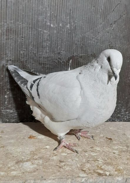 Rona 2022 - VOIAJOR ROMANESC DE FRUMUSETE FEMELE