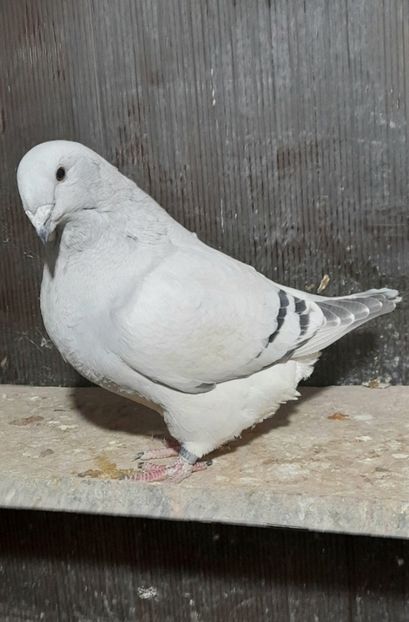 Anka 2022 - VOIAJOR ROMANESC DE FRUMUSETE FEMELE