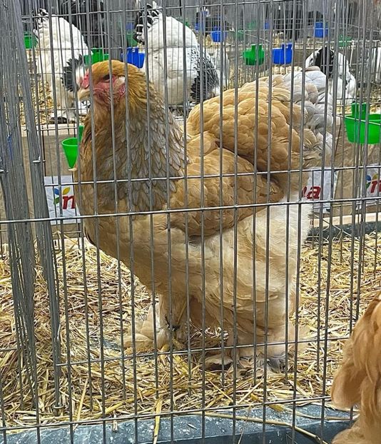 IMG-20221210-WA0036 - Brahma Columbia 2022