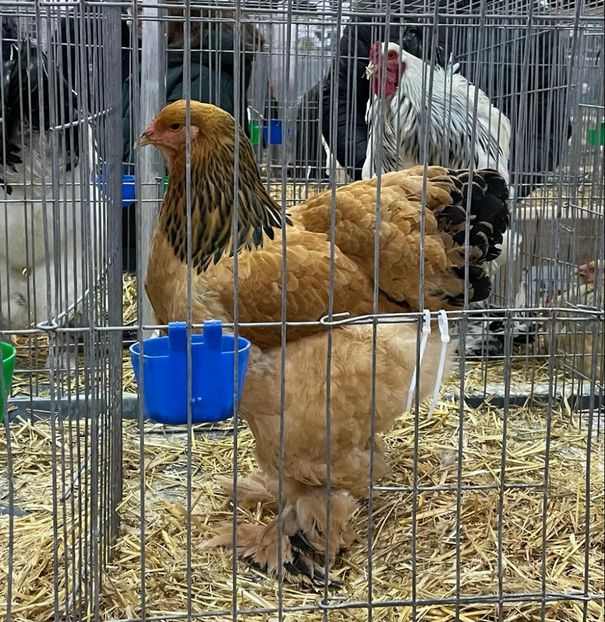 IMG-20221210-WA0035 - Brahma Columbia 2022