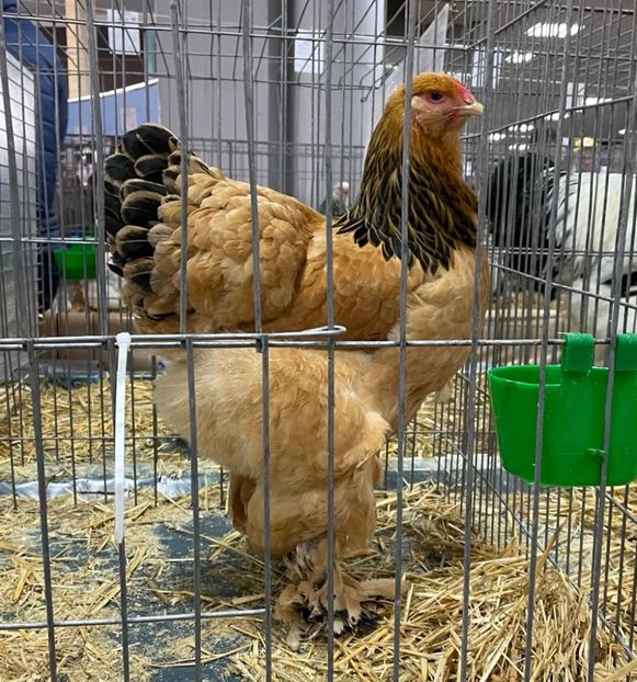 IMG-20221210-WA0033 - Brahma Columbia 2022