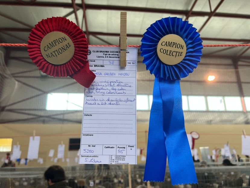 IMG-20221204-WA0013 - Brahma Columbia 2022