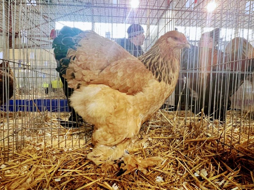 IMG-20221204-WA0010~2 - Brahma Columbia 2022