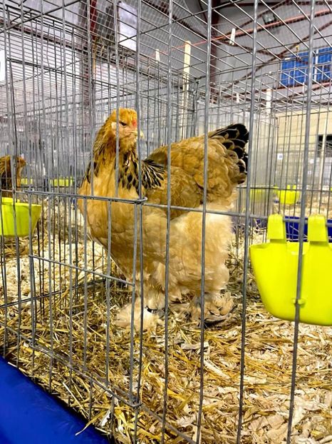 IMG-20221203-WA0076 - Brahma Columbia 2022