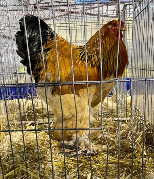 IMG-20221202-WA0014~2 - Brahma Columbia 2022