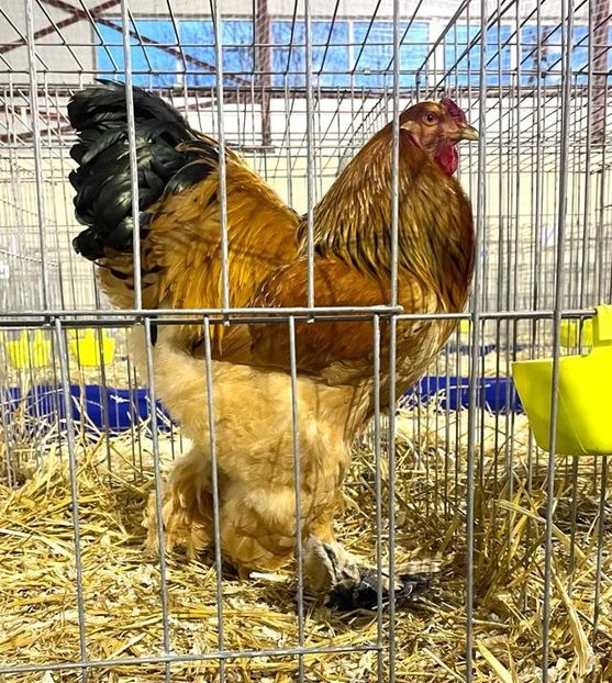 IMG-20221202-WA0012~2 - Brahma Columbia 2022