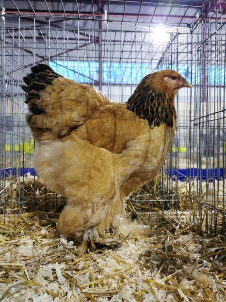  - Brahma Columbia 2022