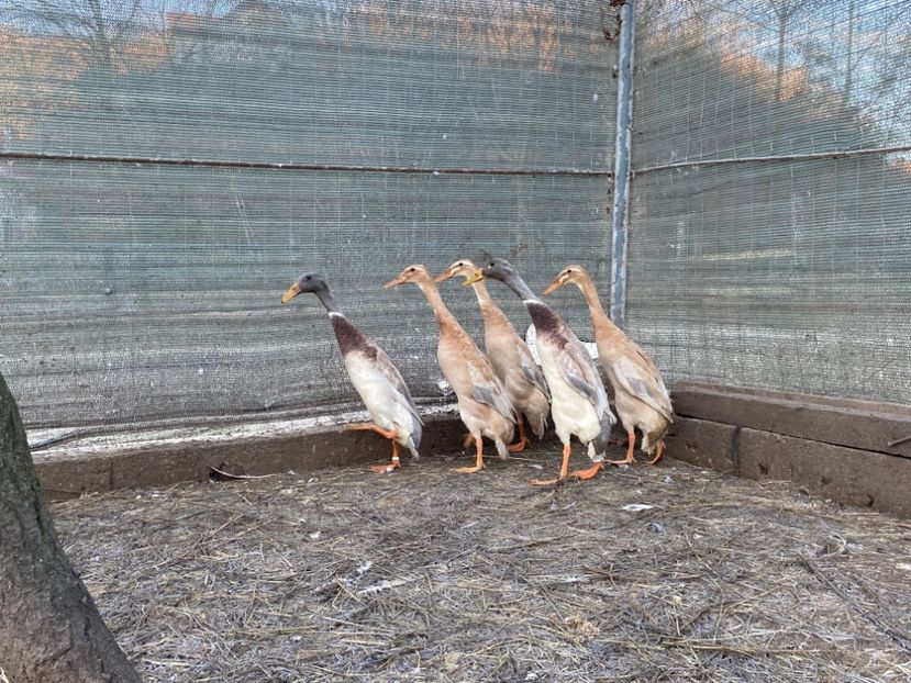 C6843B7D-1707-4EB9-A38E-72B44CF67811 - Rate alergătoare indiene albastru-galben