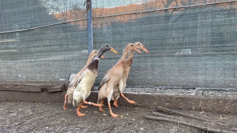 4F382CC8-66D1-4F10-8082-F43CAD103E1F - Rate alergătoare indiene albastru-galben