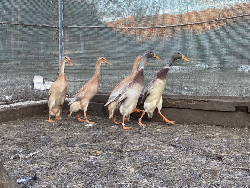 5032D41E-3C67-46CE-8409-C90E203C3C70 - Rate alergătoare indiene albastru-galben