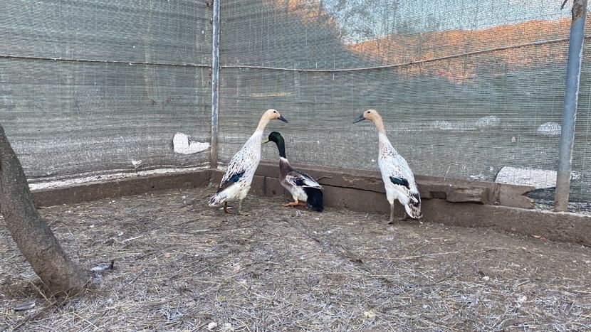 F817AEC4-AF39-4FCC-B1E7-CEC3F32D266D - Rate alergătoare indiene argintiu-sălbatic