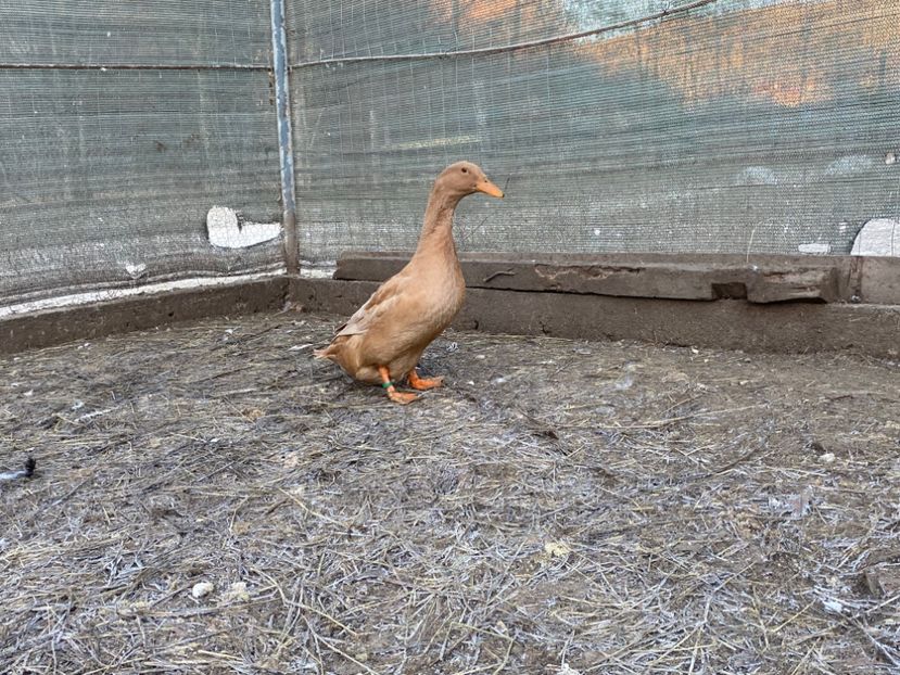 0D1E2145-B9A2-4683-89FB-01D9D042E141 - Rate Orpington