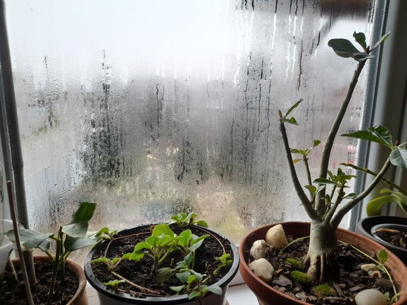  - 111 Bucurii pentru suflet 2022