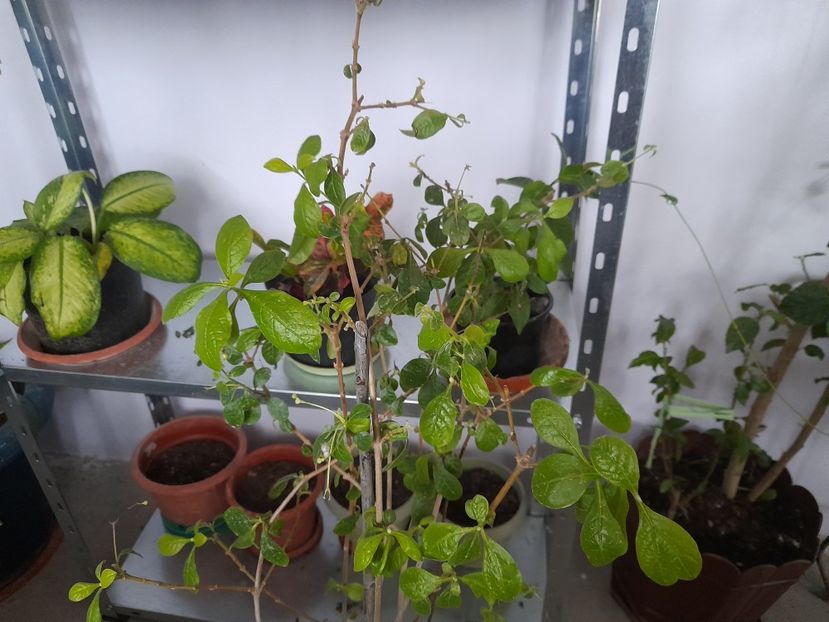  - 111 Bucurii pentru suflet 2022