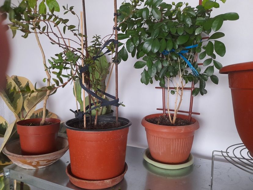  - 111 Bucurii pentru suflet 2022