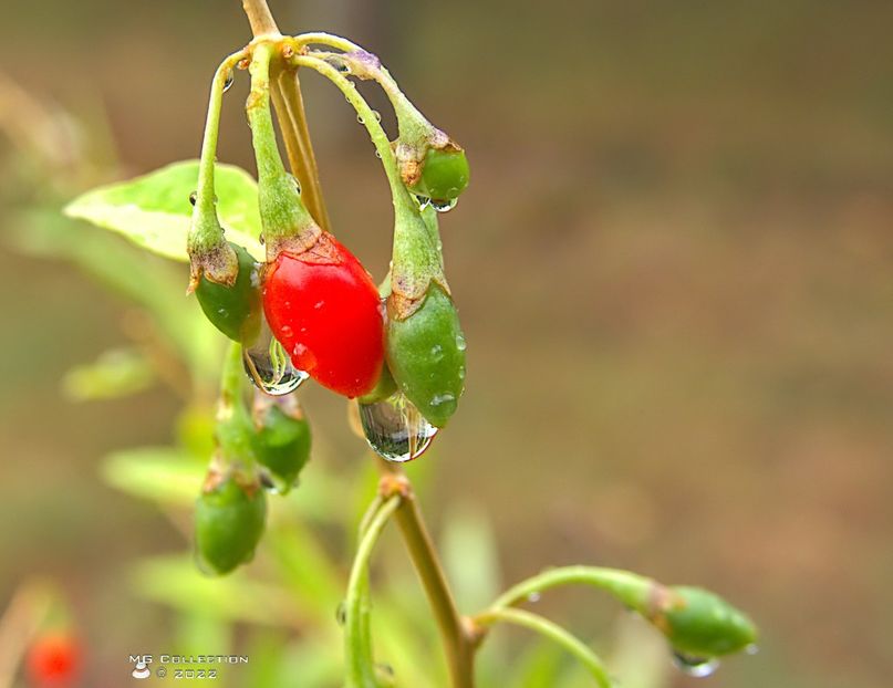 w-Fruct de Goji-Goji Berry 04 - FRUCTE-FRUITS