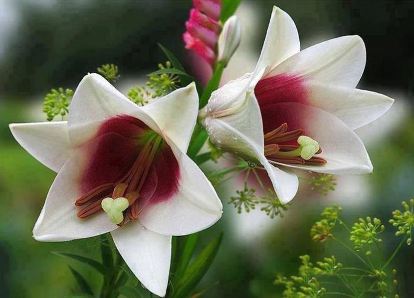 95560370_BSFSDMA - imaginar