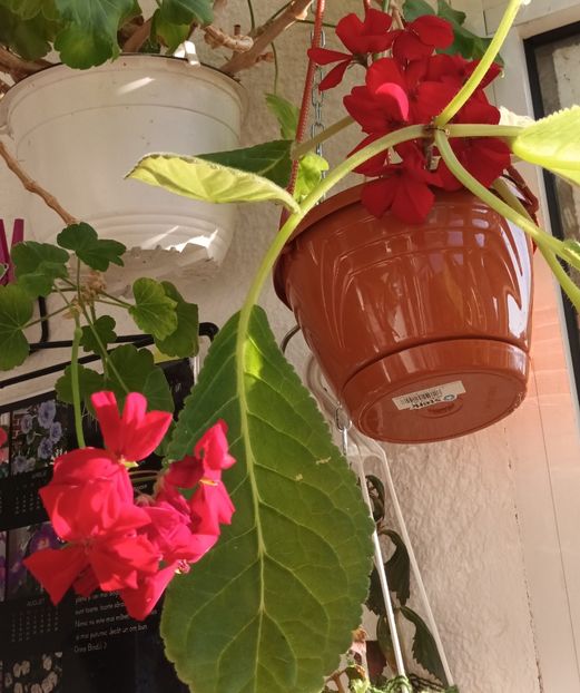  - Floricele care uneori visează la câmpii