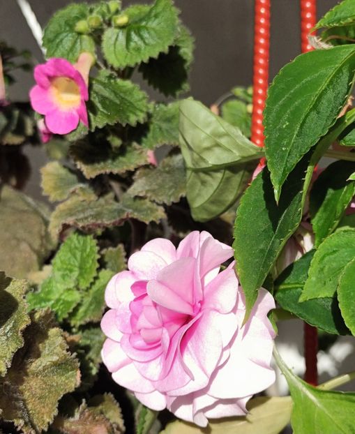  - Floricele care uneori visează la câmpii