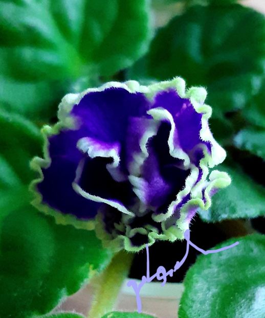  - ND Bosfor Vostochnyy