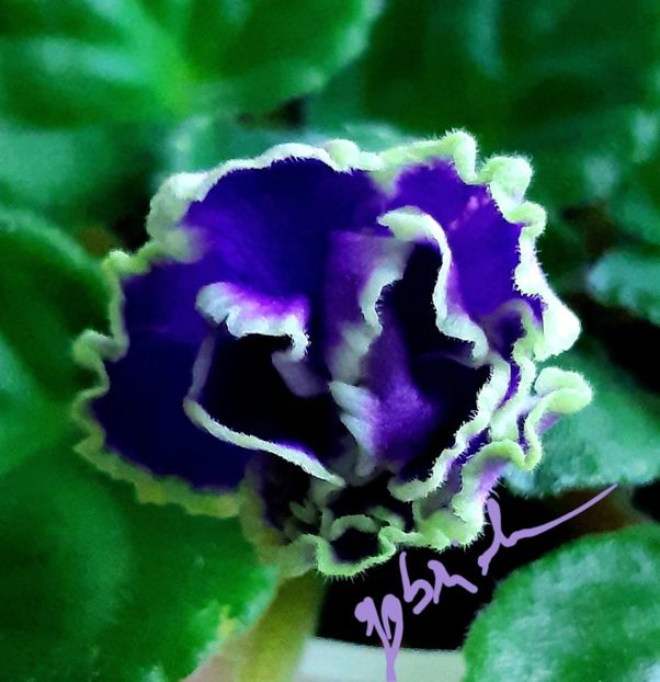  - ND Bosfor Vostochnyy