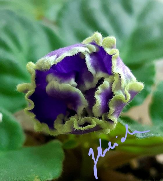  - ND Bosfor Vostochnyy