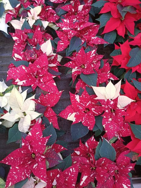 Img.2022.12.19 - Magazinul 2