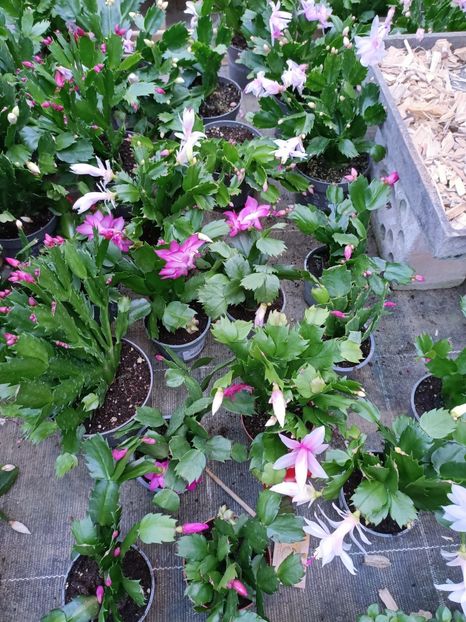 Img.2022.12.19 - Magazinul 2