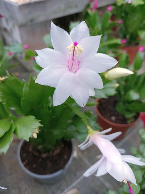 Img.2022.12.19 - Magazinul 2