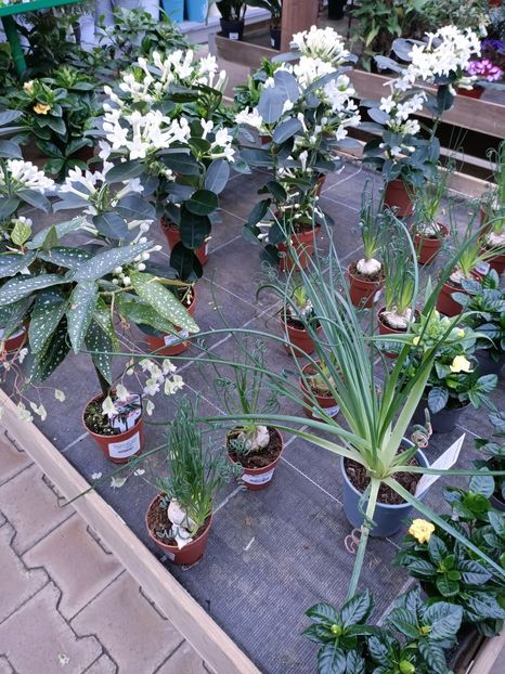 Img.2022.12.19 - Magazinul 2