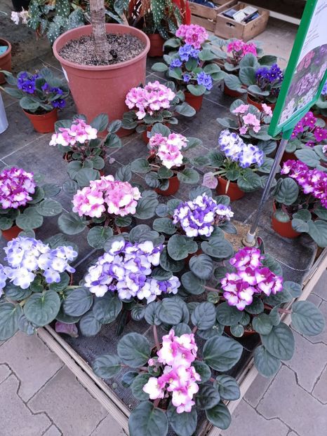 Img.2022.12.19 - Magazinul 2