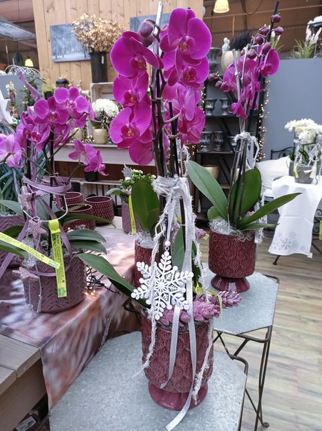 Img.2022.12.19- idei pt cadou :) - Magazinul 2