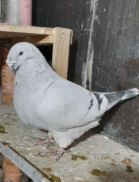 M 2017 - VOIAJOR ROMANESC DE FRUMUSETE MASCULI