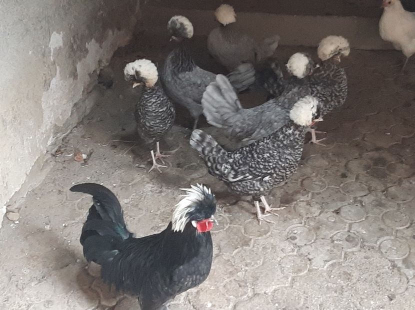  - 2-4 Moțate olandeze